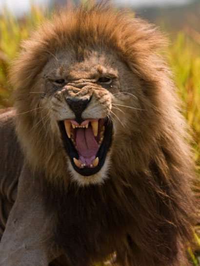 Rasta Lion of Judah
