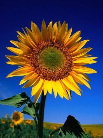 Sunflower Rasta