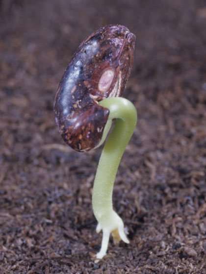 bean_seed.jpg