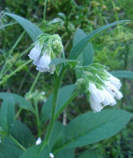 what_is_comfrey.jpg
